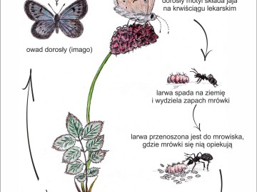 Prywatna wycieczka z przewodnikiem po Bolimowskim Parku Krajobrazowym z finału WOŚP 2025, 
